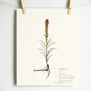 Indian Paintbrush Print; southwestern decor castilleja original herbarium specimen art pressed botanical print red colorado wildflower