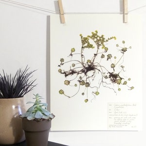 Sedum Print pressed succulent herbarium artwork california native plant broadleaf stonecrop with yellow flower and roots botanical wall art image 2