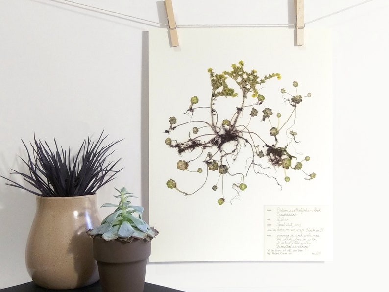 Sedum Print pressed succulent herbarium artwork california native plant broadleaf stonecrop with yellow flower and roots botanical wall art image 2