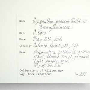 May include: A handwritten plant identification tag with the name "Agapanthus praecox Willd.co. Amaryllidaceae)" and the date "May 10th, 2019". The tag also includes the locality "Orleans Parish, LA; Oft." and a description of the plant: "rhizomatous perennial garden plant, blooms 3-4 ft, perianth light purple, toxic. "lily of the Nile"". The tag is labeled "Collections of Allison Daw Day Three Creations No. 277".
