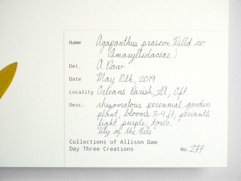 May include: A handwritten plant identification tag with the name "Agapanthus praecox Willd.co. Amaryllidaceae)" and the date "May 10th, 2019". The tag also includes the locality "Orleans Parish, LA; Oft." and a description of the plant: "rhizomatous perennial garden plant, blooms 3-4 ft, perianth light purple, toxic. "lily of the Nile"". The tag is labeled "Collections of Allison Daw Day Three Creations No. 277".