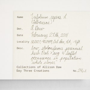 May include: A handwritten field guide entry for Trifolium repens, also known as white clover. The entry includes the plant's name, family, date, location, and description. The entry was collected by Allison Daw on 27th February 2018.
