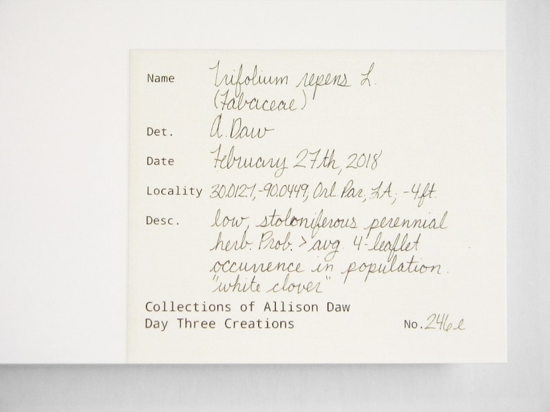May include: A handwritten field guide entry for Trifolium repens, also known as white clover. The entry includes the plant's name, family, date, location, and description. The entry was collected by Allison Daw on 27th February 2018.