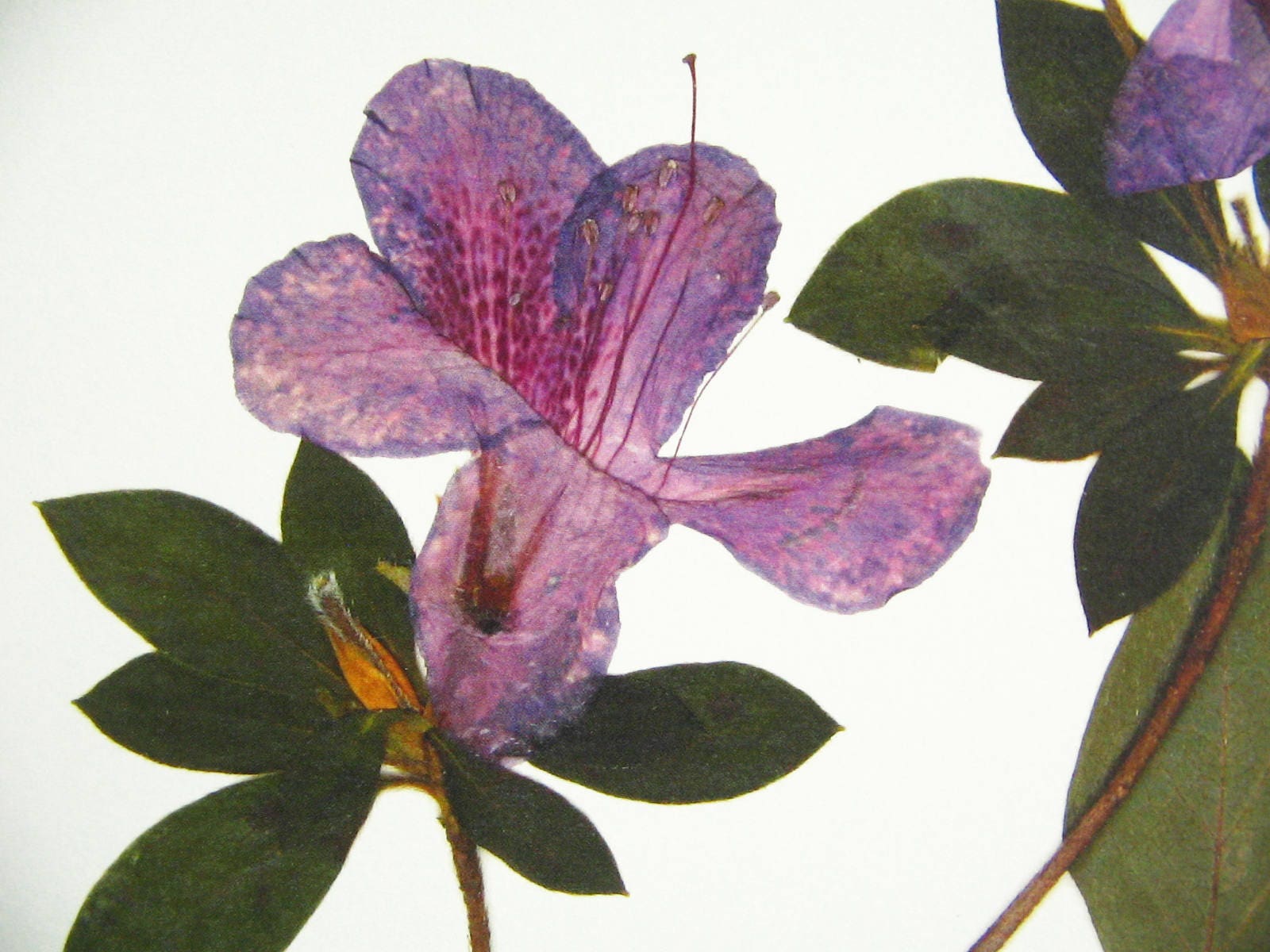 Azalea Print; Pressed Flower Wall Art Plant Print Purple Flower Decor ...