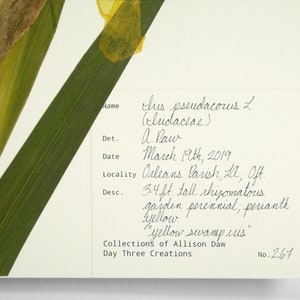 Yellow Iris Print; pressed botanical art yellow flower print vibrant color garden flower herbarium art dark floral wall décor dark botanical image 7