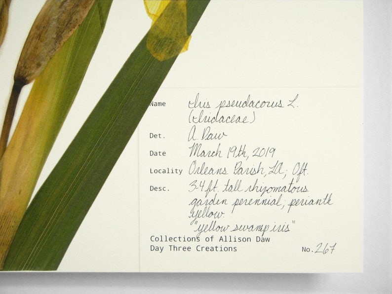 Yellow Iris Print; pressed botanical art yellow flower print vibrant color garden flower herbarium art dark floral wall décor dark botanical image 7