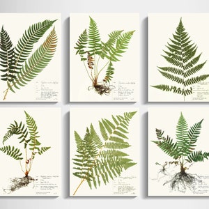 Fern Print Set of 6; pressed fern gallery wall scientific decor for living room modern decor plant lover gift of dried plant herbarium art