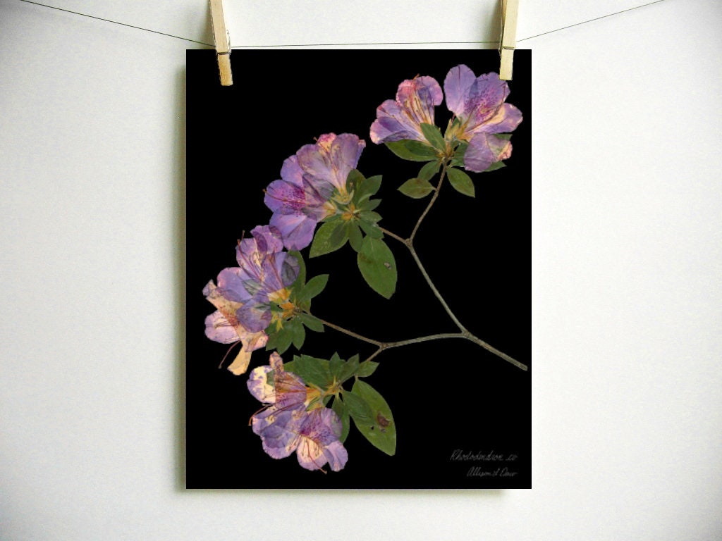 Azalea Print; Pressed Plant Art Modern Decor Botanical Print Pressed ...
