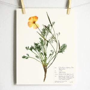 May include: A botanical print featuring a pressed California poppy with a single orange flower and green feathery foliage. A white label in the bottom right corner contains handwritten scientific text and collection details in black ink.