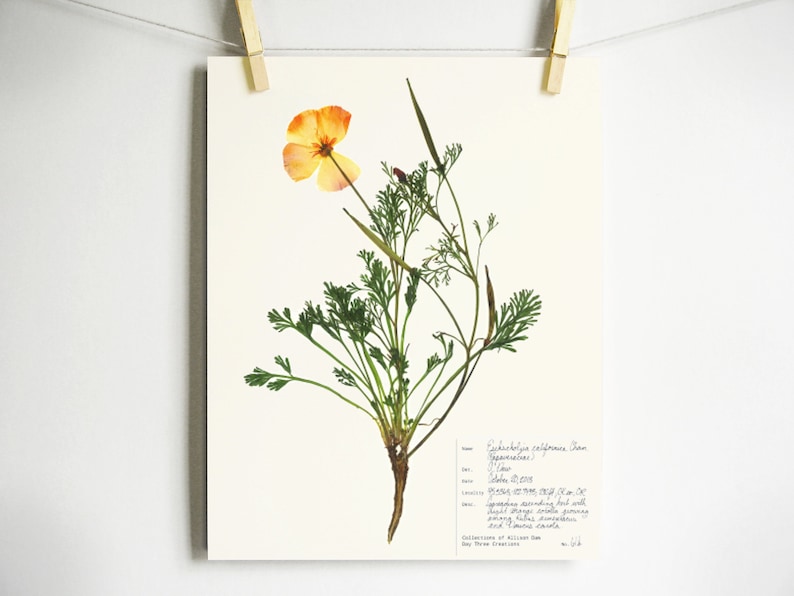 May include: A botanical print featuring a pressed California poppy with a single orange flower and green feathery foliage. A white label in the bottom right corner contains handwritten scientific text and collection details in black ink.