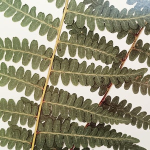 Western Bracken Fern Print; fern herbarium specimen real pressed botanical art fern fronds scientific label wall art dried plant art image 3
