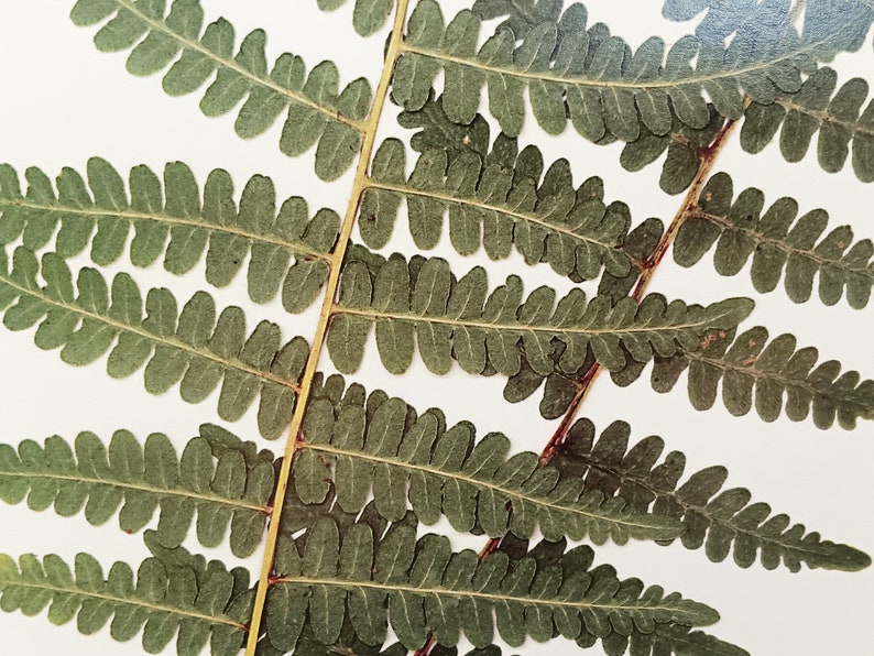 Western Bracken Fern Print; fern herbarium specimen real pressed botanical art fern fronds scientific label wall art dried plant art image 3