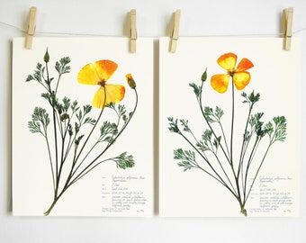 California Poppy Print Set; wildflower print pressed plant art orange state flower herbarium specimen dried flower art pressed poppy decor