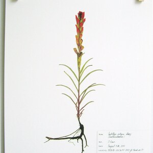 May include: A pressed flower specimen of Castilleja integra, also known as Indian paintbrush, with a red flower spike and green leaves. The specimen is mounted on a white background with handwritten labels identifying the plant, date, location, and description. The text reads: "Castilleja integra (Orobanchaceae), Det. J. Dow, Date August 5th, 2004, Locality 381518-1053671 800 ft Pack 2000, Desc. Common, montane in pinyon juniper forest growing in coarse sandy soil, wholeleaf Indian paintbrush."