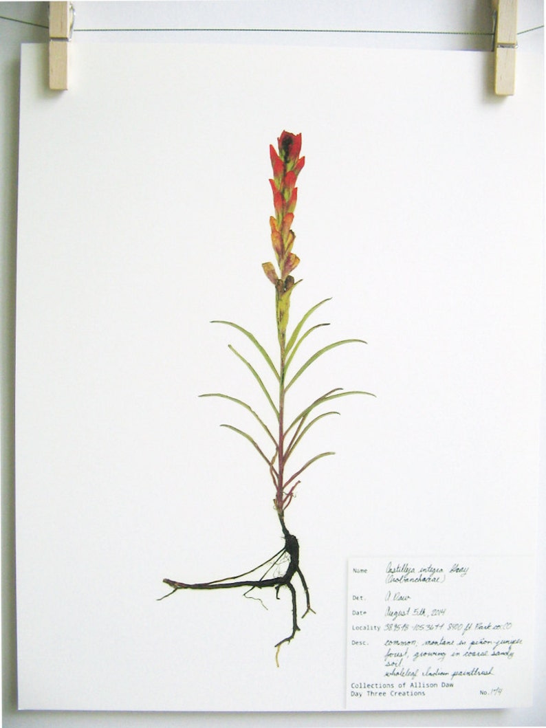 May include: A pressed flower specimen of Castilleja integra, also known as Indian paintbrush, with a red flower spike and green leaves. The specimen is mounted on a white background with handwritten labels identifying the plant, date, location, and description. The text reads: "Castilleja integra (Orobanchaceae), Det. J. Dow, Date August 5th, 2004, Locality 381518-1053671 800 ft Pack 2000, Desc. Common, montane in pinyon juniper forest growing in coarse sandy soil, wholeleaf Indian paintbrush."