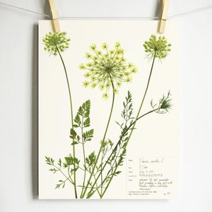 Queen Anne's Lace Print; botanical print pressed flower art kitchen decor farmhouse style print herbarium specimen wildflower art carrot
