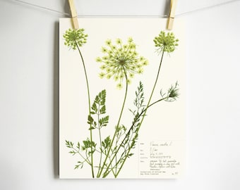 Queen Anne's Lace Print; botanical print pressed flower art kitchen decor farmhouse style print herbarium specimen wildflower art carrot