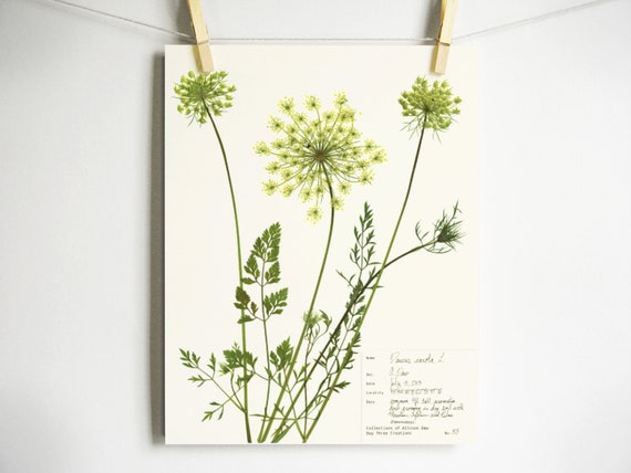 Queen Anne's Lace Print; botanical print pressed flower art kitchen decor farmhouse style print herbarium specimen wildflower art carrot