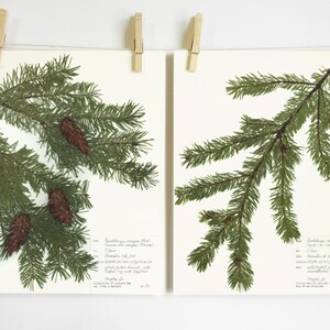 Douglas Fir Print Set Christmas Decor Pressed Plant Print | Etsy