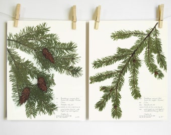 Douglas Fir Print Set; christmas decor pressed plant print branches with cones botanical prints of original oregon state tree holiday decor