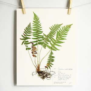 May include: A pressed fern specimen mounted on white paper with a handwritten label that reads "Polypodium vulgare L.  Fern  July 23, 1918  Found growing on a rock in the woods near the road.  Spores mature.  Josephine Drummond  Collection of Allison Jan  Ray Thorne Collection No. 321"