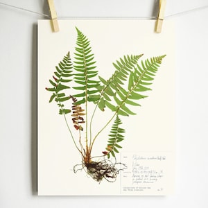 Fern Print; pressed botanical pressed plant pressed fern botanical print herbarium specimen art scientific art dried plant with roots art