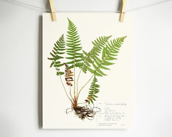 Fern Print; pressed botanical pressed plant pressed fern botanical print herbarium specimen art scientific art dried plant with roots art