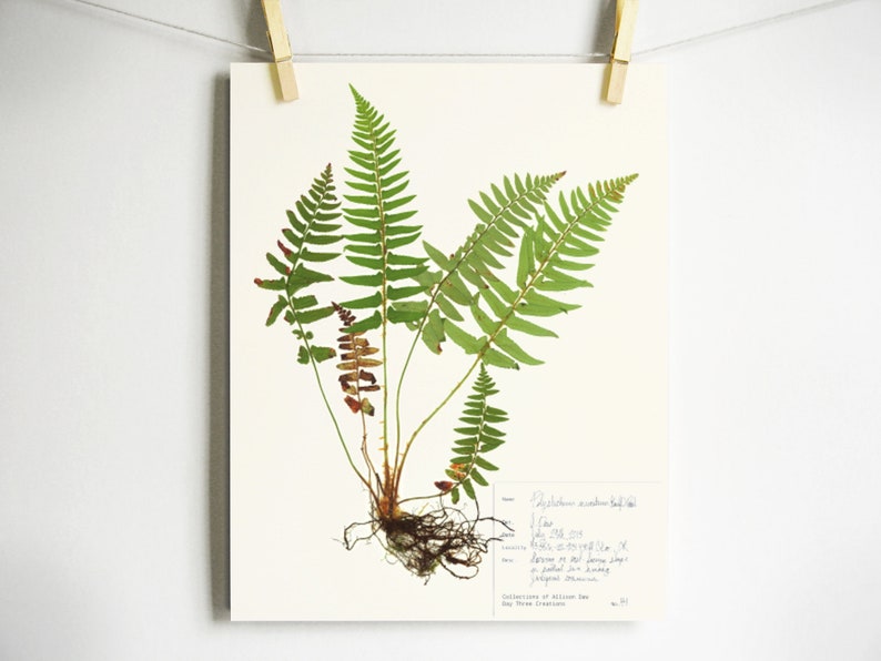 Fern Print pressed botanical pressed plant pressed fern botanical print herbarium specimen art scientific art dried plant with roots art Light (with label)