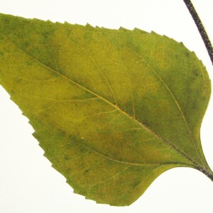 May include: A single, green leaf with a serrated edge and visible veins. The leaf is attached to a thin, brown stem.