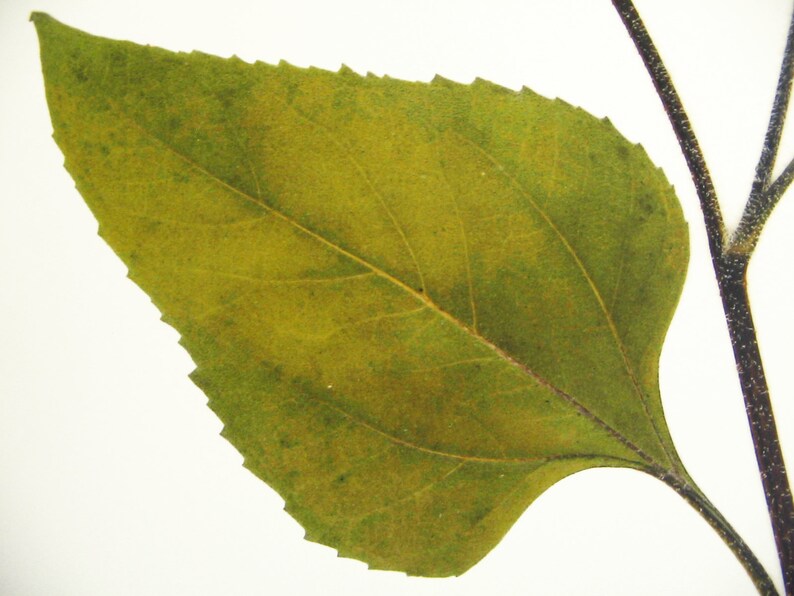 May include: A single, green leaf with a serrated edge and visible veins. The leaf is attached to a thin, brown stem.