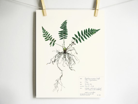 Western Schwert Farn Druck; gepresster Farn mit Wurzeln im Herbarium  gepresster botanischer Kunstdruck wissenschaftlicher Farndruck mit Label -  Etsy sterreich