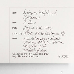 May include: Handwritten field notes on a white sheet of paper, documenting a botanical specimen. The notes include the plant's name, "Hathyrus latifolius L. (Fabaceae)", the date "August 12th, 2020", the location "38.9882, 84.4886; Kenton co., KY", and a description of the plant as a "non-native perennial forb growing roadside, corollas magenta-pink. "everlasting pea"". The notes are signed "A. Daw" and "Collections of Allison Daw, Day Three Creations, No. 303a."