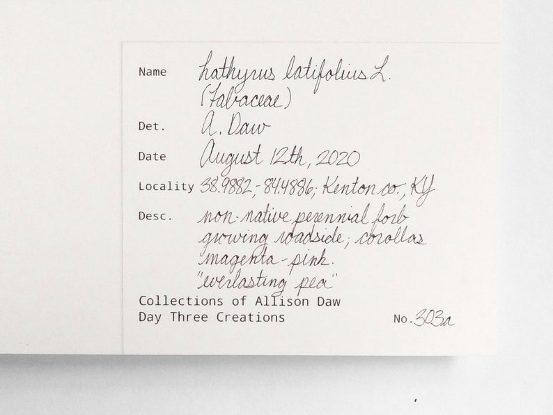 May include: Handwritten field notes on a white sheet of paper, documenting a botanical specimen. The notes include the plant's name, "Hathyrus latifolius L. (Fabaceae)", the date "August 12th, 2020", the location "38.9882, 84.4886; Kenton co., KY", and a description of the plant as a "non-native perennial forb growing roadside, corollas magenta-pink. "everlasting pea"". The notes are signed "A. Daw" and "Collections of Allison Daw, Day Three Creations, No. 303a."