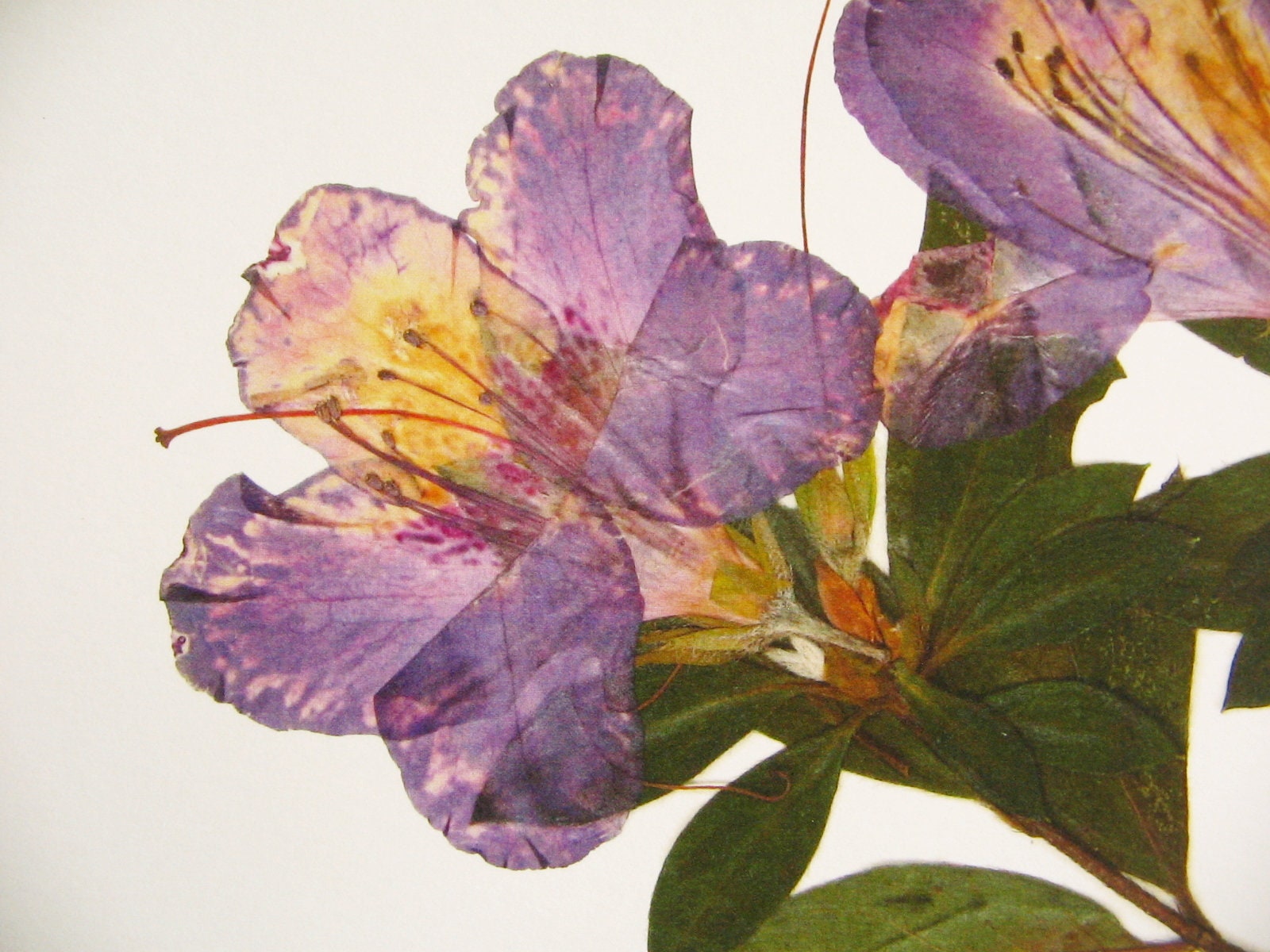 Azalea Print; Purple Flower Art Pressed Plant Art Pressed Flower Print ...