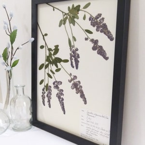 Real Pressed California Lilac 11x14 Framed Herbarium Specimen Art, scientific botanical wall art dried flowers original framed art deerbrush image 4