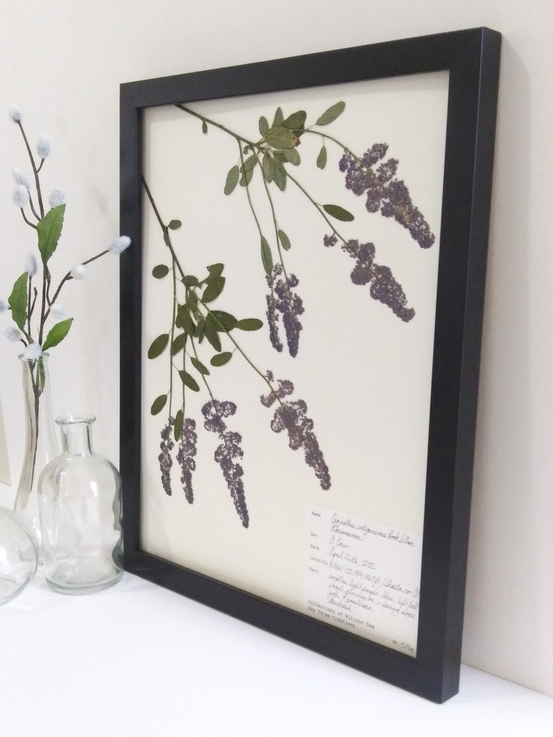 Real Pressed California Lilac 11x14 Framed Herbarium Specimen Art, scientific botanical wall art dried flowers original framed art deerbrush image 4