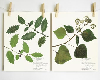 Holly and Ivy Botanical Print Set; christmas art Herbarium Specimen Pressed Plant Print Dried Plant christmas decor holiday decor wall art
