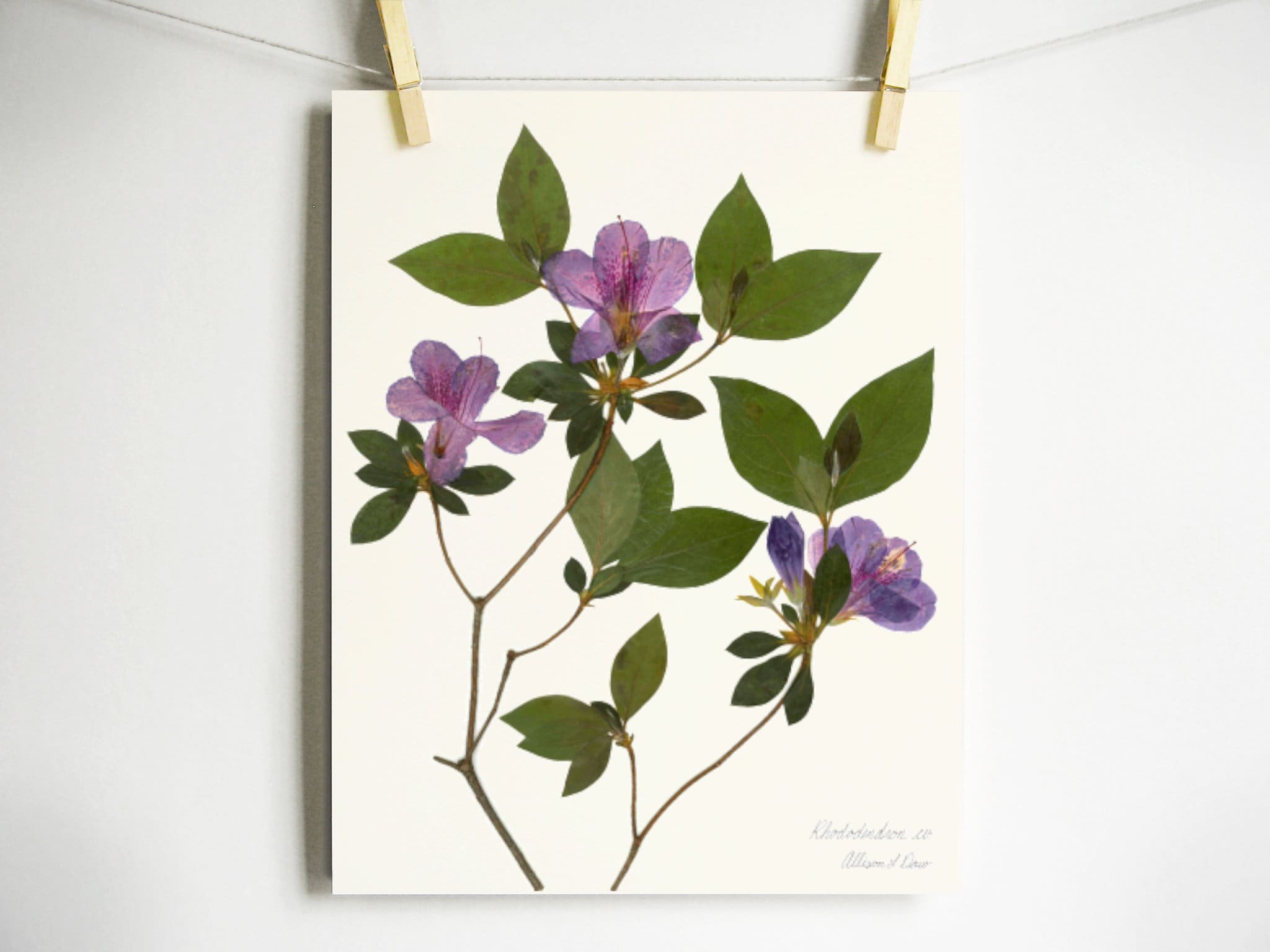 Azalea Print; Pressed Flower Wall Art Plant Print Purple Flower Decor ...