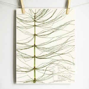 Giant Horsetail Print botany artwork scientific botanical with label herbarium print pressed plant print unique plant art nature lover gift Light (with label)