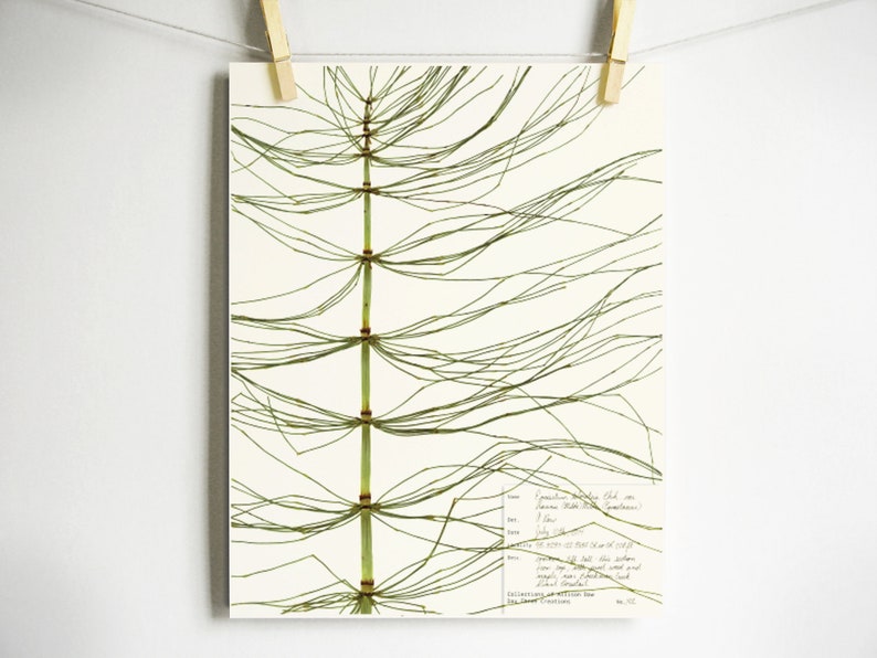 Giant Horsetail Print botany artwork scientific botanical with label herbarium print pressed plant print unique plant art nature lover gift Light (with label)