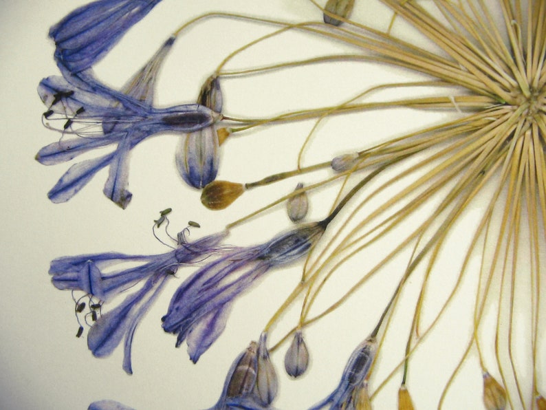 May include: Dried blue flowers with brown stems arranged in a circular pattern on a white background.