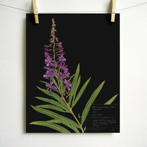Fireweed Print; Purple Wildflower Print Pressed Plant Art Purple Flower ...