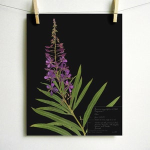 Fireweed Print purple wildflower print pressed plant art purple flower print of original botanical print pressed flower art oregon art Dark (with label)