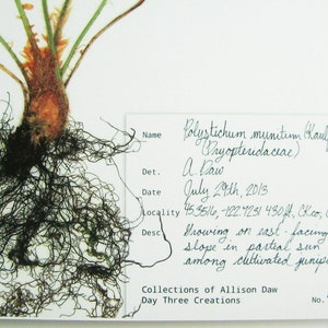 May include: A pressed botanical specimen of Polystichum munitum with dark brown roots and green fronds. A white label features handwritten text: Name Polystichum munitum, Det. A. Daw, Date July 29th, 2013, Locality 45.3516, -122.7231 430ft, Collections of Allison Daw.