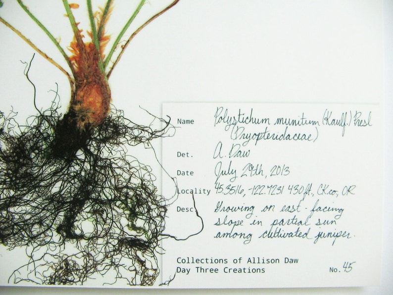 May include: A pressed botanical specimen of Polystichum munitum with dark brown roots and green fronds. A white label features handwritten text: Name Polystichum munitum, Det. A. Daw, Date July 29th, 2013, Locality 45.3516, -122.7231 430ft, Collections of Allison Daw.