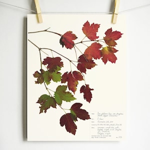 Douglas Ahorn Baum Druck; Herbst Blätter Ahorn Druck Ahorn Blätter Herbst Herbst Dekor Herbst Kunstwerk Herbst Blätter