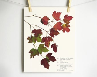 Douglas Maple Tree Print; colorful autumn leaves botanical art print pressed maple leaves fall home decor herbarium specimen artwork