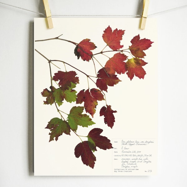 Douglas Maple Tree Print; colorful autumn leaves botanical art print pressed maple leaves fall home decor herbarium specimen artwork