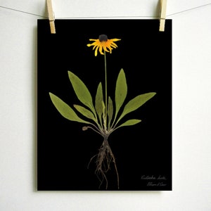 Black Eyed Susan Print; pressed plant botanical art herbarium specimen yellow flower art scientific art dried flower colorado wildflower Dark (no label)