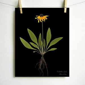 Black Eyed Susan Print pressed plant botanical art herbarium specimen yellow flower art scientific art dried flower colorado wildflower Dark (no label)